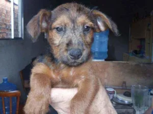 Cachorro raça Mista  idade Abaixo de 2 meses nome Sem nome