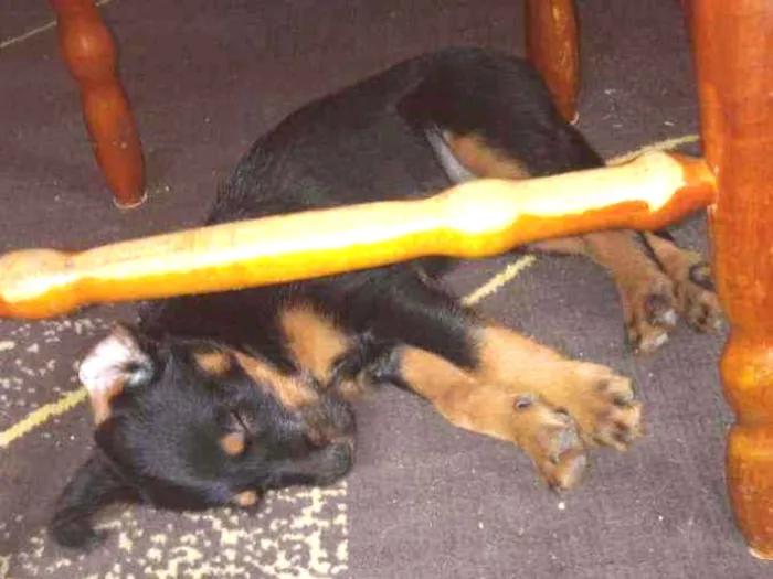 Cachorro ra a Mista  idade Abaixo de 2 meses nome Sem nome