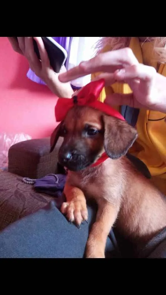 Cachorro ra a Vira lata idade 2 a 6 meses nome Urso