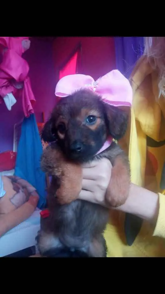Cachorro ra a Vira lata idade 2 a 6 meses nome Madalena