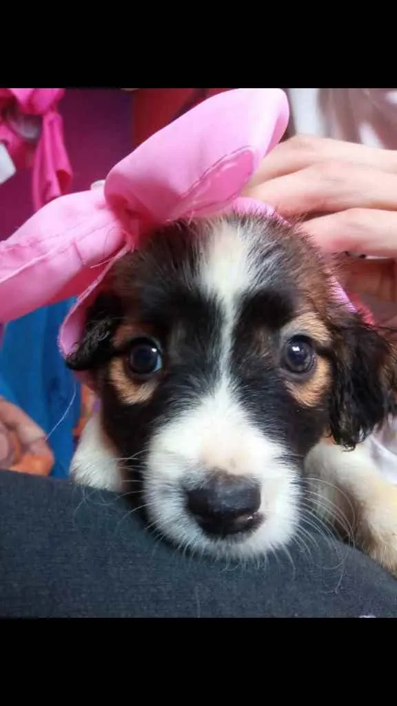Cachorro ra a Vira lata idade 2 a 6 meses nome Sandra