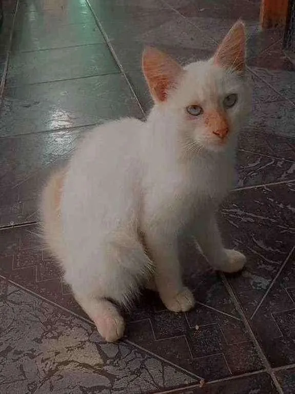 Gato ra a indefinida idade 2 a 6 meses nome Dean