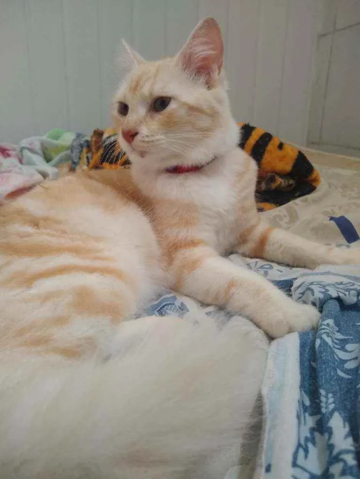 Gato raça  idade 7 a 11 meses nome Raposa