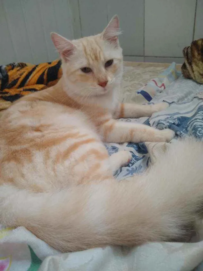 Gato raça  idade 7 a 11 meses nome Raposa