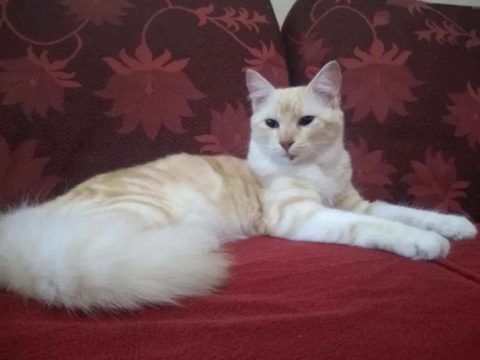 Gato raça  idade 7 a 11 meses nome Raposa