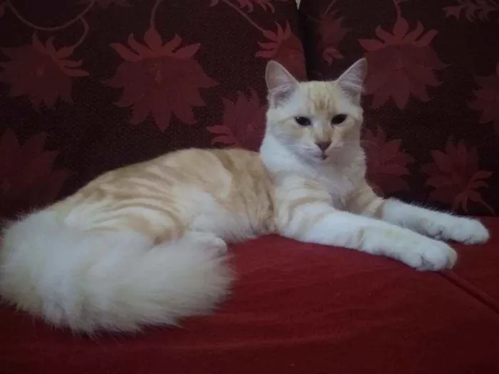 Gato raça  idade 7 a 11 meses nome Raposa