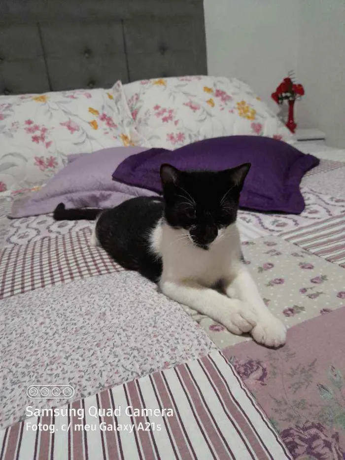 Gato ra a SRD idade 7 a 11 meses nome Luigi e Gigio 