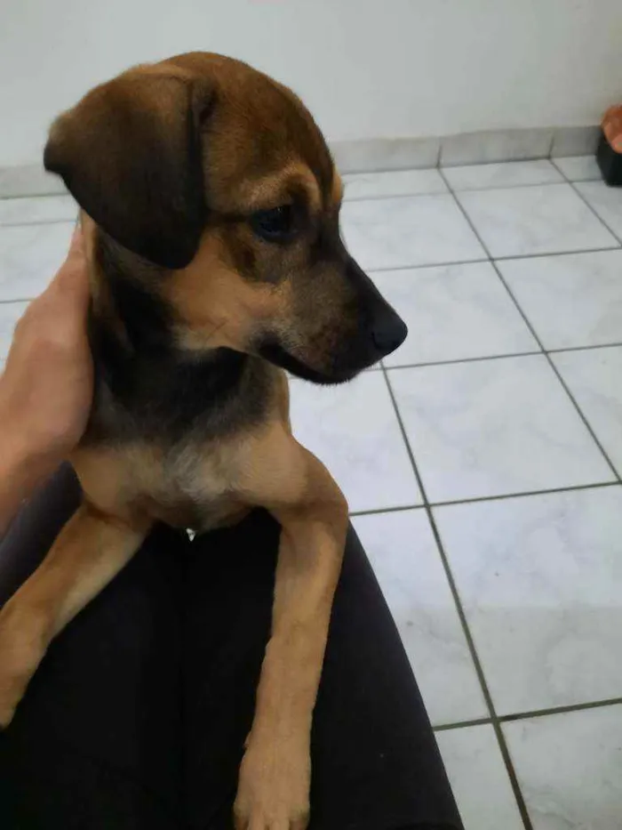 Cachorro ra a Viralata idade 2 a 6 meses nome Smith