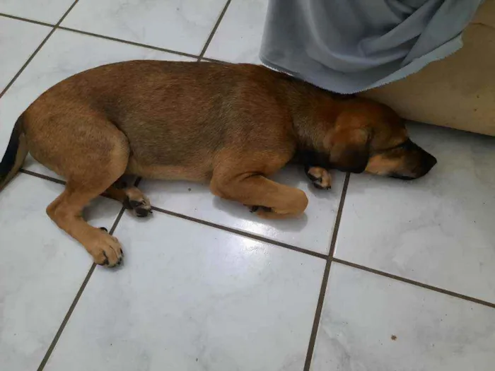 Cachorro ra a Viralata idade 2 a 6 meses nome Smith