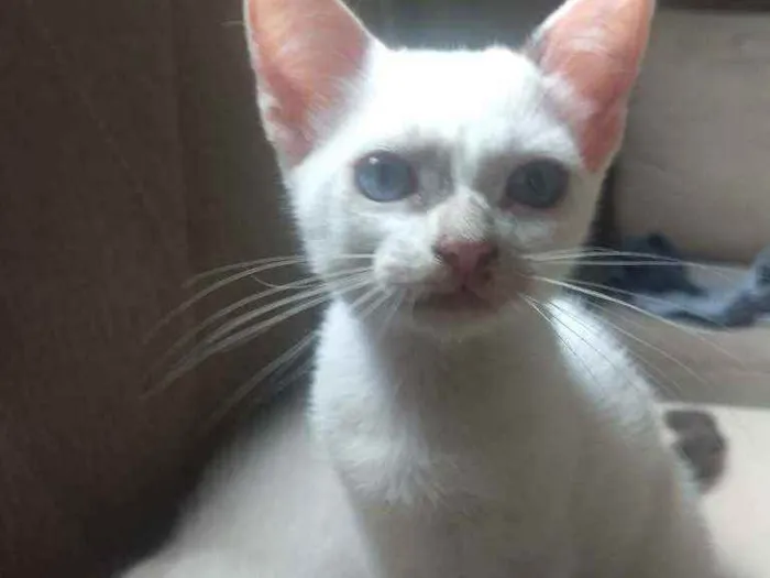Gato ra a Sem raça definida idade Abaixo de 2 meses nome Sem nome