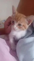 Gatinhos para doação