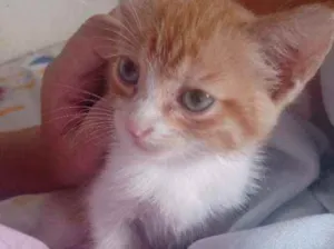 Gato raça Vira-lata idade Abaixo de 2 meses nome Gatinhos para doação