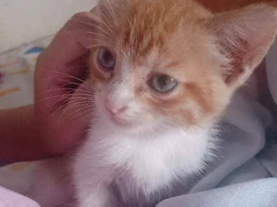 Gato ra a Vira-lata idade Abaixo de 2 meses nome Gatinhos para doação