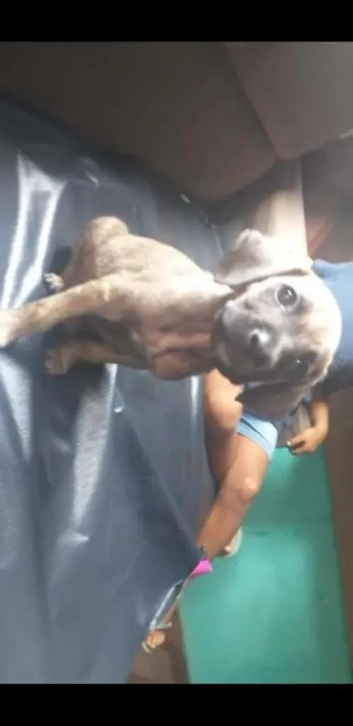 Cachorro ra a  idade 2 a 6 meses nome Sem nome ainda