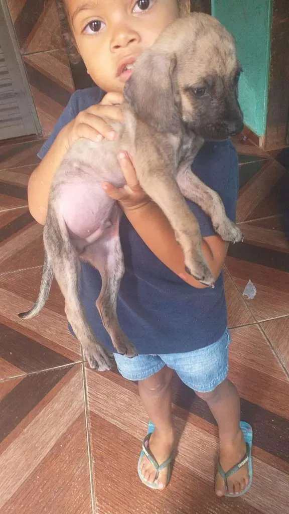 Cachorro ra a  idade 2 a 6 meses nome Sem nome ainda