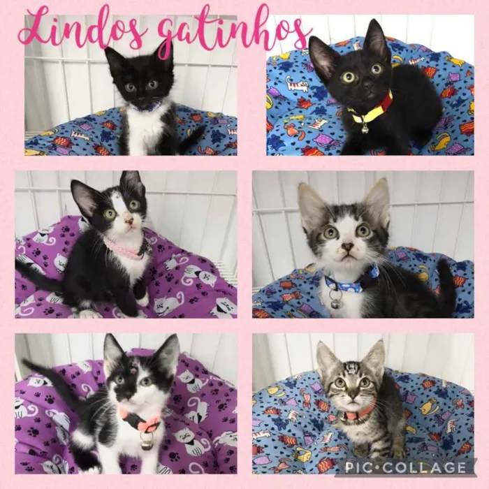 Gato raça Srd idade 2 a 6 meses nome Gatinhos filhotes 