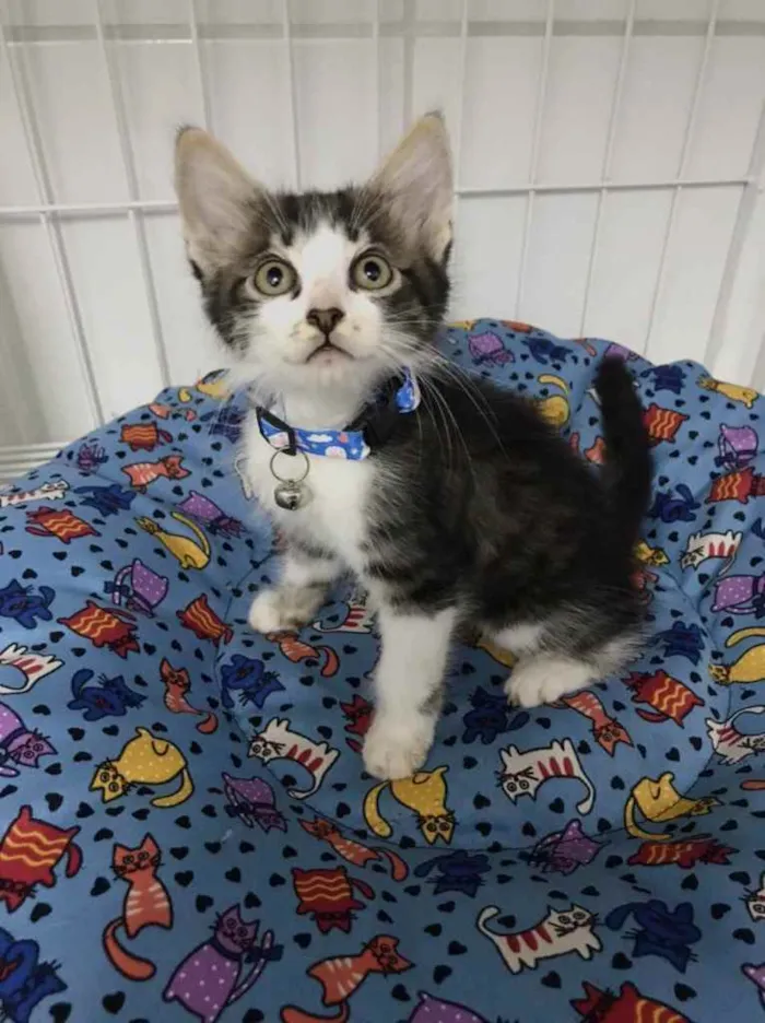 Gato raça Srd idade 2 a 6 meses nome Gatinhos filhotes 