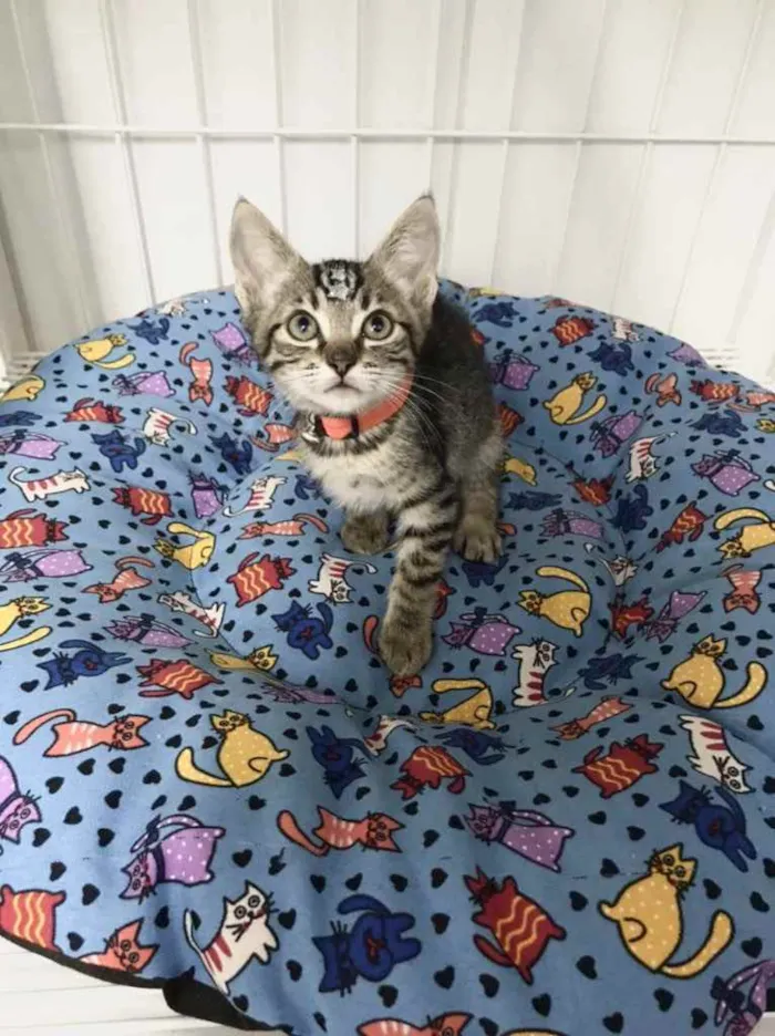 Gato raça Srd idade 2 a 6 meses nome Gatinhos filhotes 