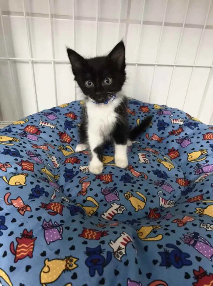 Gato raça Srd idade 2 a 6 meses nome Gatinhos filhotes 