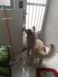 Mestiço
