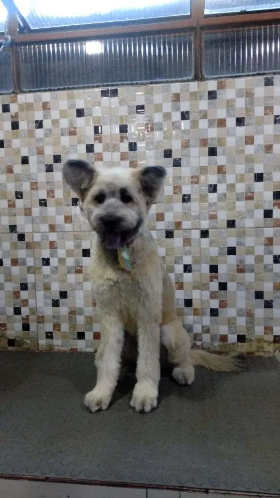 Cachorro ra a SRD-ViraLata idade 2 anos nome Mestiço