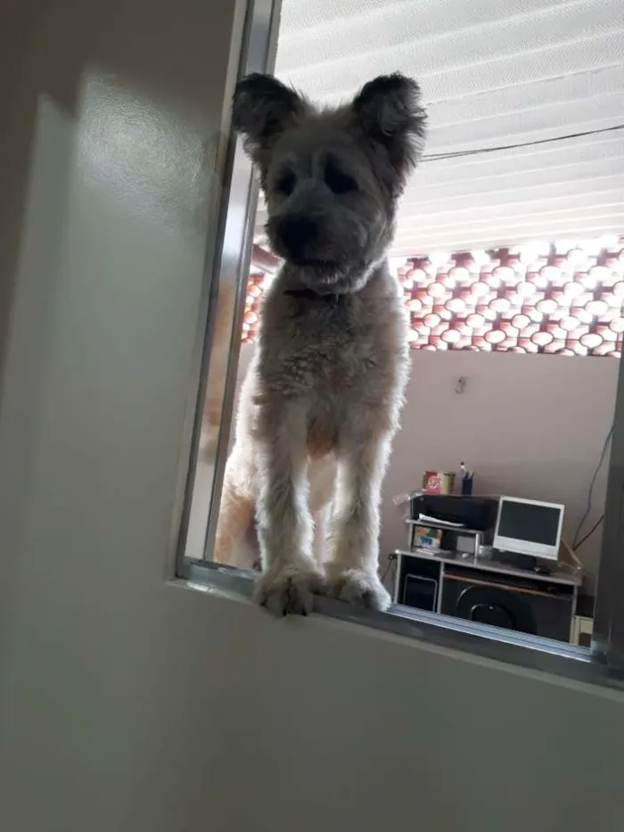 Cachorro ra a SRD-ViraLata idade 2 anos nome Mestiço