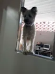 Mestiço