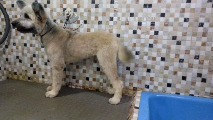 Cachorro ra a SRD-ViraLata idade 2 anos nome Mestiço