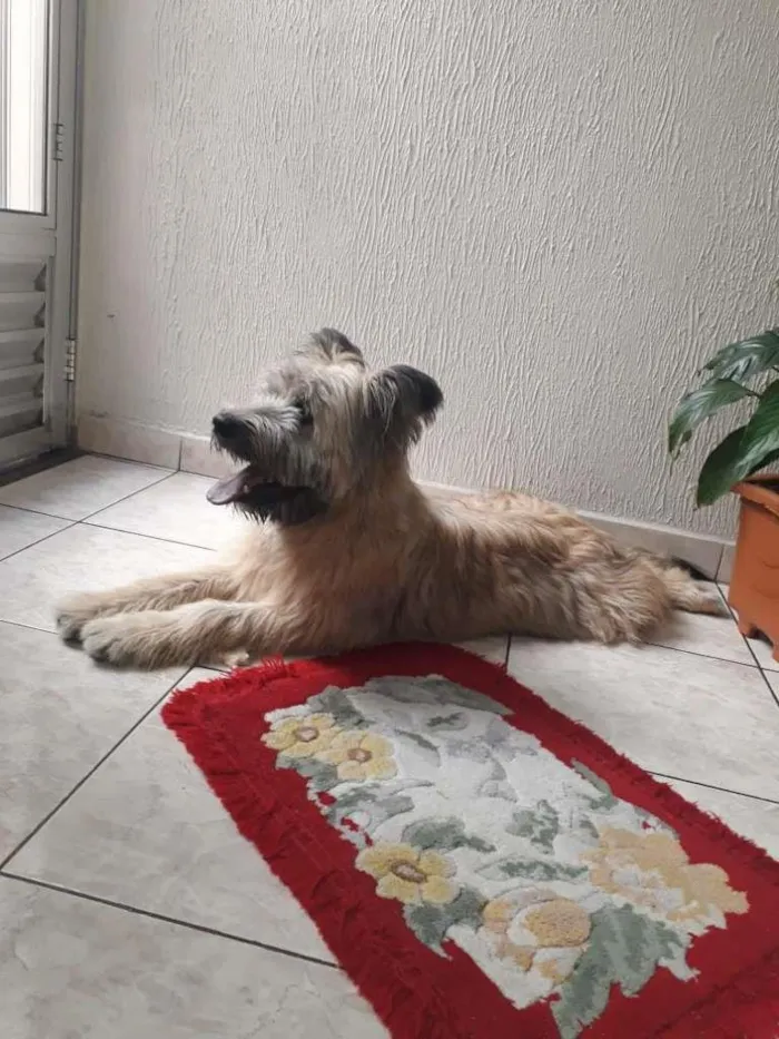 Cachorro ra a SRD-ViraLata idade 2 anos nome Mestiço