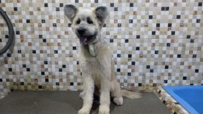 Cachorro ra a SRD-ViraLata idade 2 anos nome Mestiço