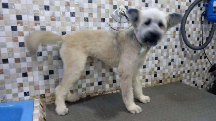Cachorro ra a SRD-ViraLata idade 2 anos nome Mestiço