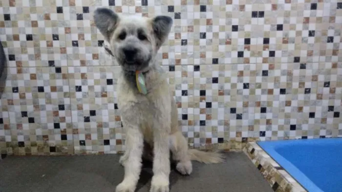 Cachorro ra a SRD-ViraLata idade 2 anos nome Mestiço
