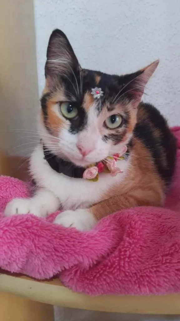 Gato raça Srd idade 2 a 6 meses nome Mel 