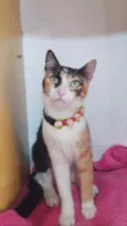 Gato raça Srd idade 2 a 6 meses nome Mel 