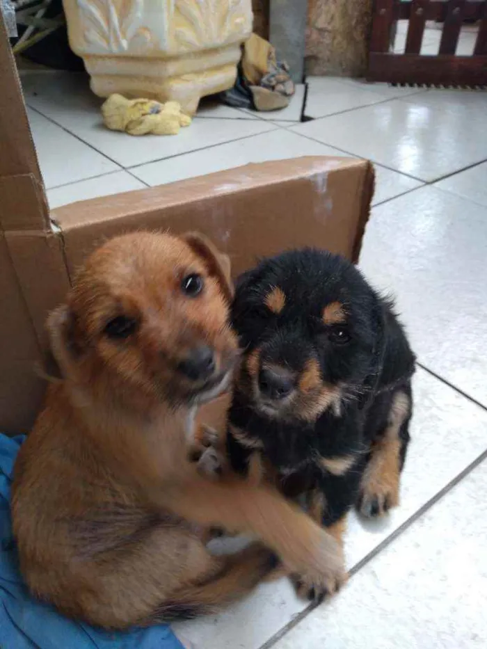 Cachorro raça Vira lata idade Abaixo de 2 meses nome Marley