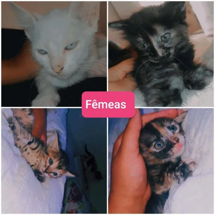 Gato ra a  idade 2 a 6 meses nome Filhotes 2 meses