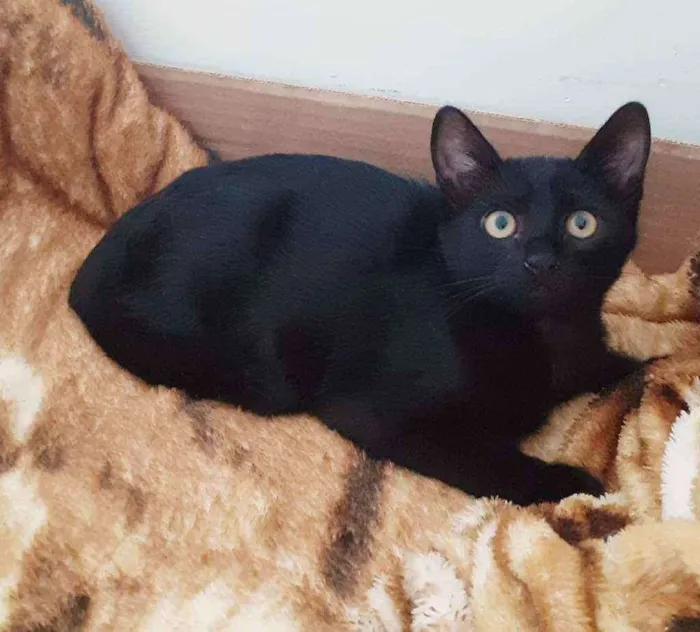 Gato ra a Srd idade 2 a 6 meses nome Jordan