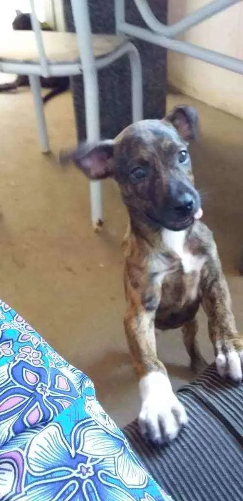 Cachorro raça Srd idade 2 a 6 meses nome Duque