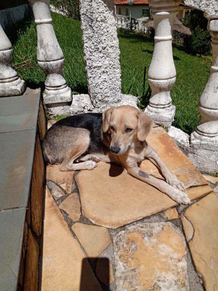 Cachorro raça SRD idade 1 ano nome Luna