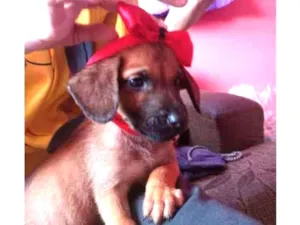 Cachorro raça Vira lata idade 2 a 6 meses nome Urso