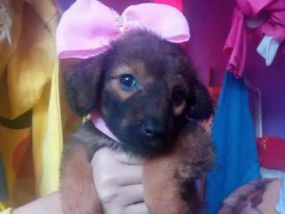 Cachorro ra a Vira lata idade 2 a 6 meses nome Madalena