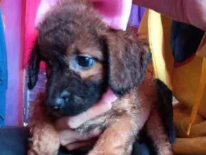 Cachorro raça Vira lata idade Abaixo de 2 meses nome Rosa