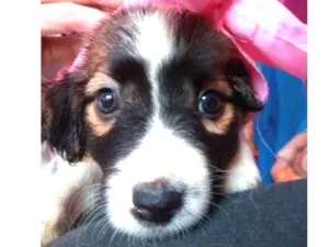 Cachorro raça Vira lata idade 2 a 6 meses nome Sandra