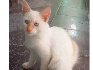 Gato raça indefinida idade 2 a 6 meses nome Dean