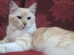 Gato raça  idade 7 a 11 meses nome Raposa
