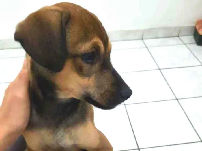 Cachorro ra a Viralata idade 2 a 6 meses nome Smith