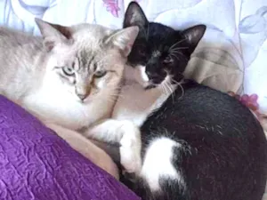 Gato raça SRD idade 7 a 11 meses nome Luigi e Gigio 