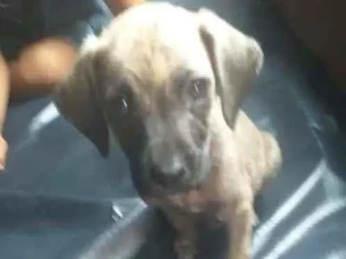 Cachorro ra a  idade 2 a 6 meses nome Sem nome ainda