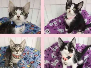 Gato raça Srd idade 2 a 6 meses nome Gatinhos filhotes 