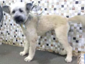 Cachorro raça SRD-ViraLata idade 2 anos nome Mestiço